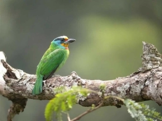 小学语文一年级上册《画》PPT课件_2012122645101373_631(1)
