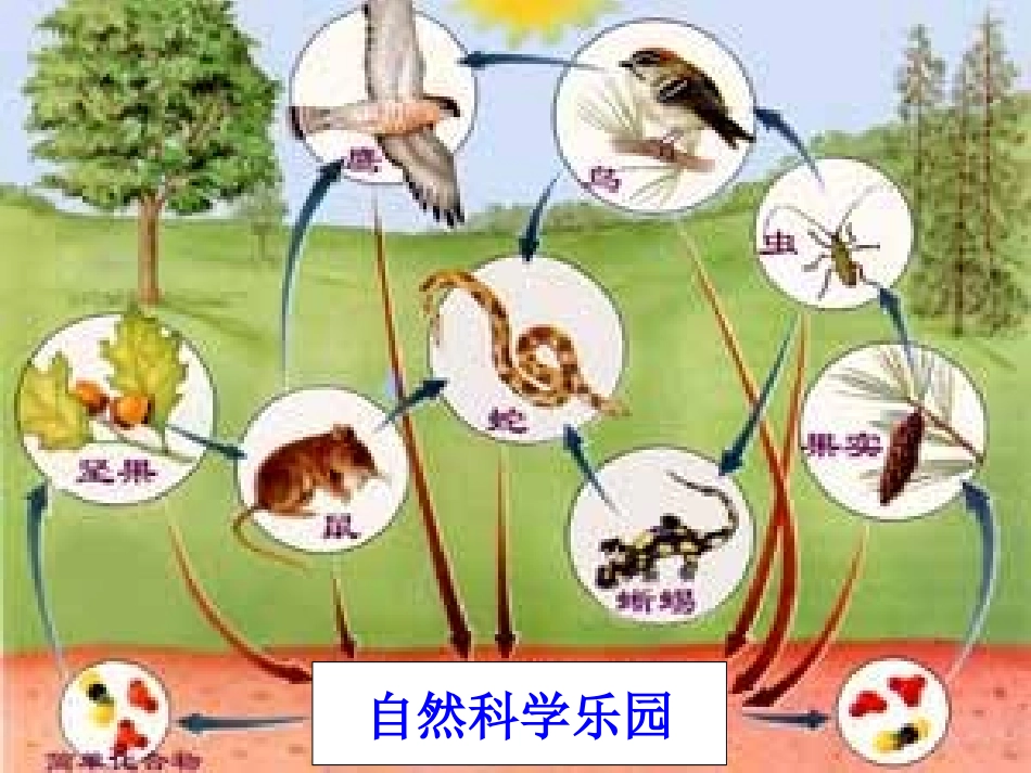 五上一5食物链与食物网陈保华 (2)_第3页