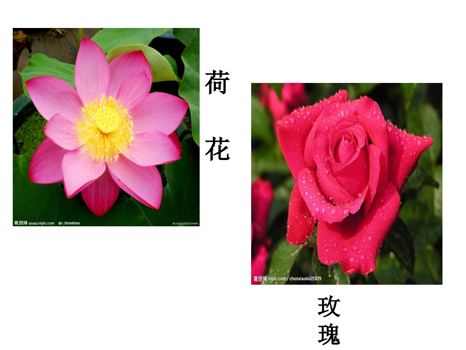 三年级语文13《花钟》PPT_第3页