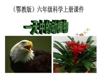 鄂教版科学六上《一天中的动植物》课件Z
