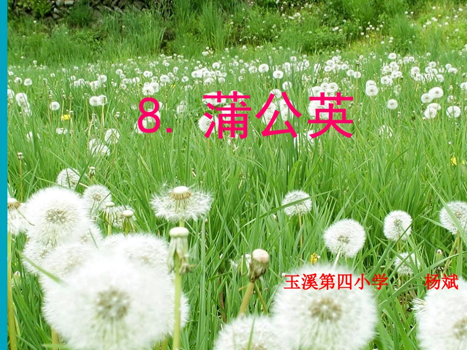 蒲公英 (2)_第1页