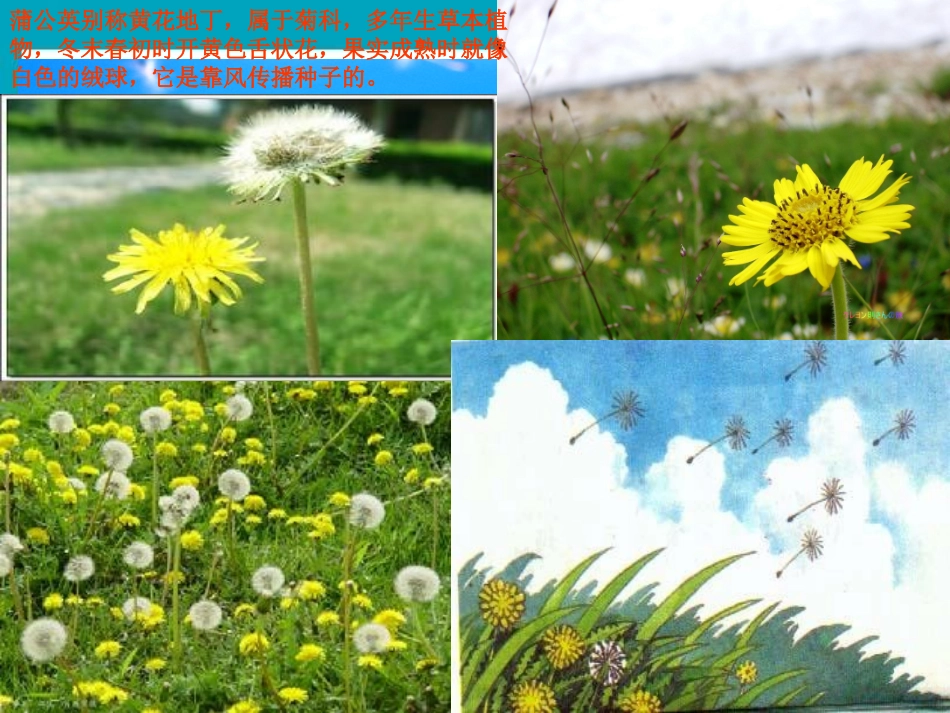 蒲公英 (2)_第3页