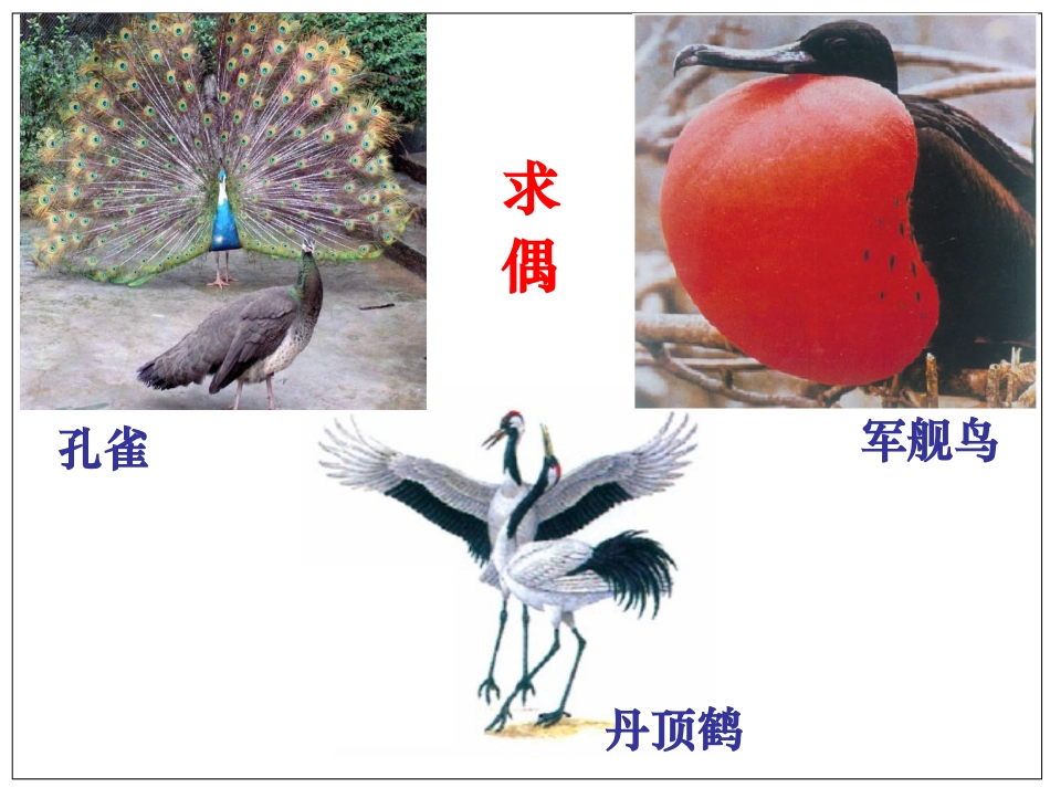 我：鸟的生殖和发育课件_第2页