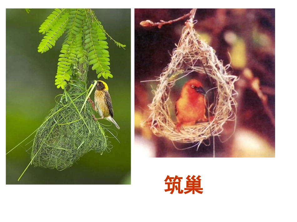 我：鸟的生殖和发育课件_第3页