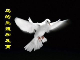 我：鸟的生殖和发育课件