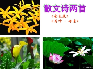 《散文诗两首》(《金色花》《荷叶__母亲》)公开课件