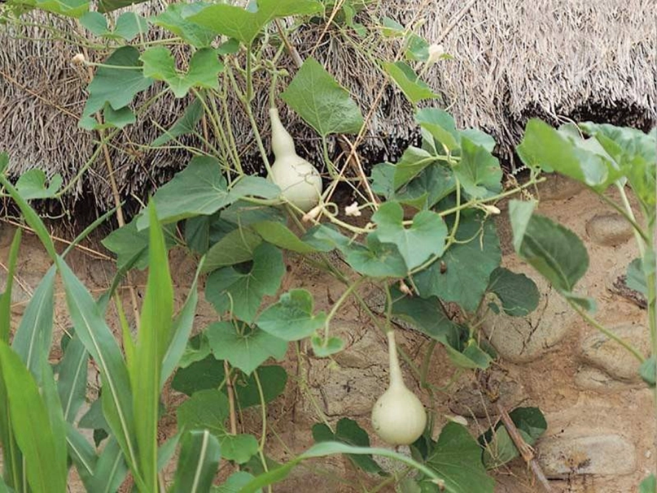 二年级语文我要的是葫芦_第3页