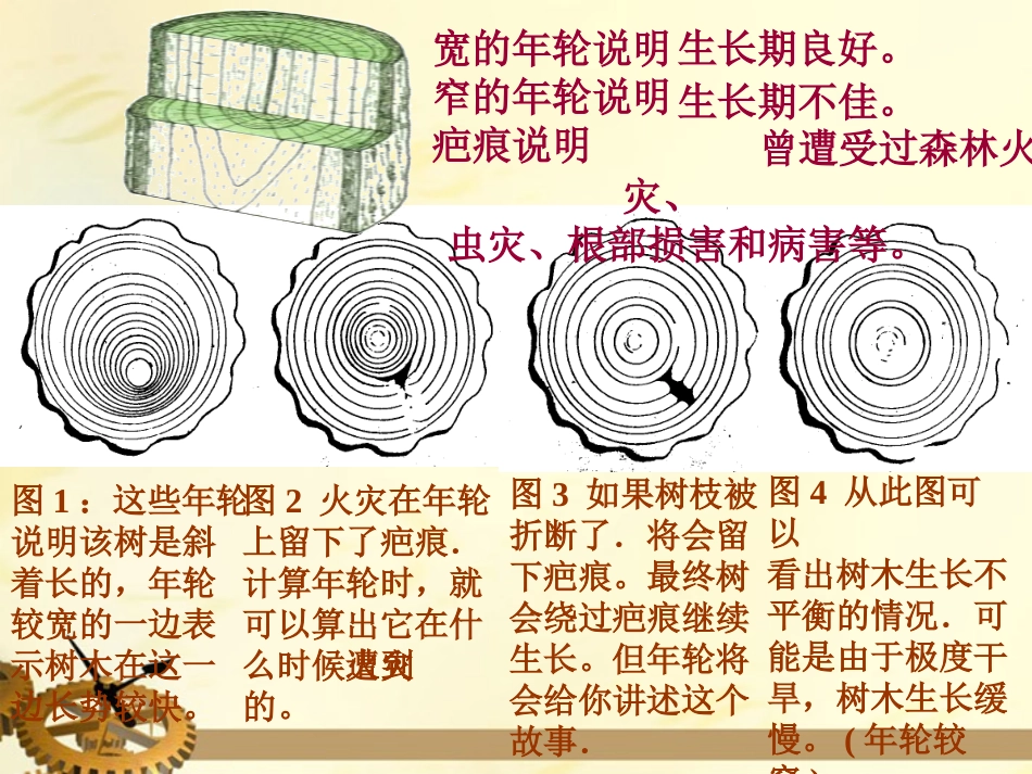 五年级语文上册大自然的语言6（2）课件语文S版_第3页