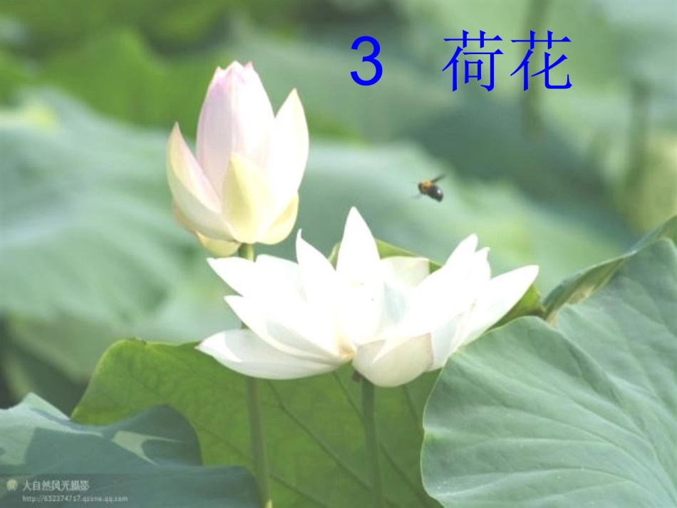 小学三年级语文下册《荷花》课件[1]_第1页