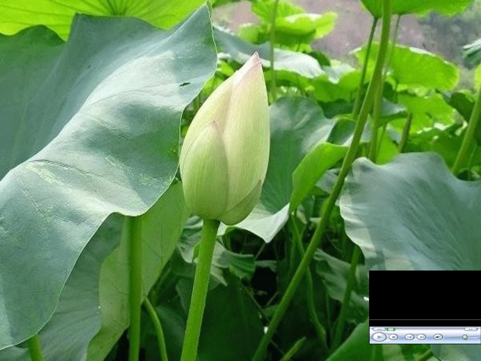 小学三年级语文下册《荷花》课件[1]_第2页