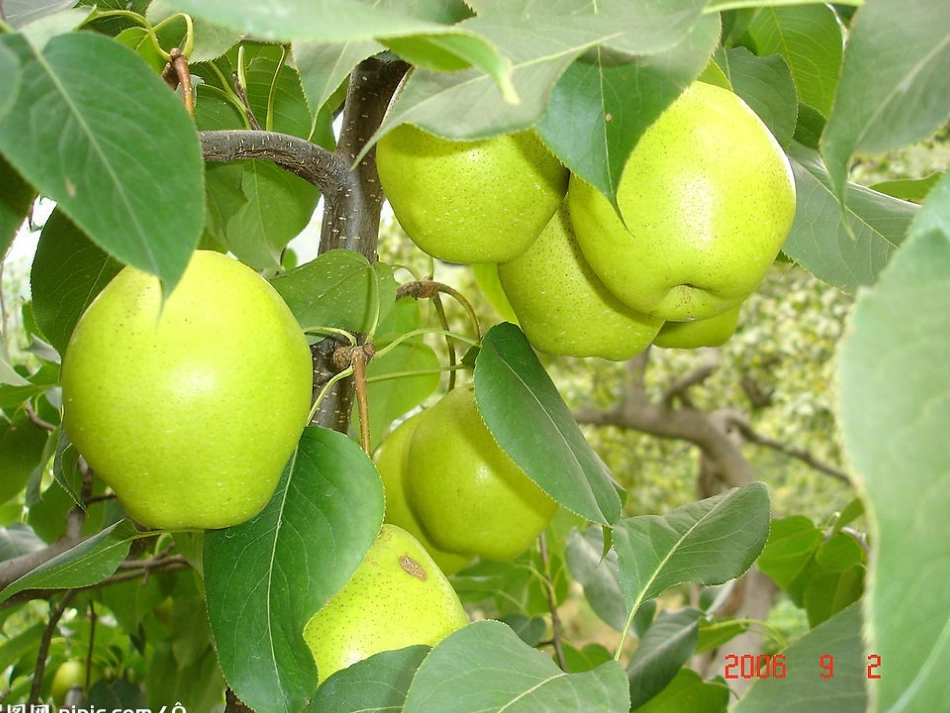 三年级水果作文教案演示文稿_第3页