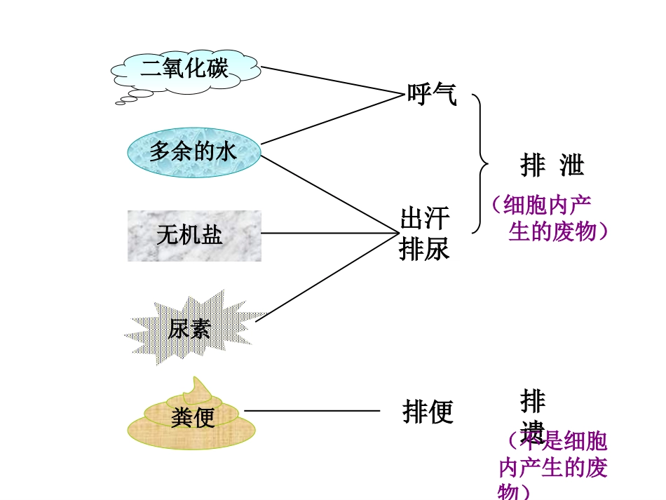 人教版第四单元第五章《人体内废物的排出》复习课件2_第2页