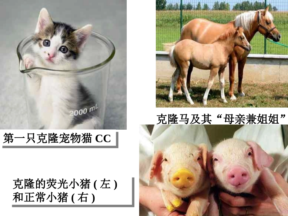 八年级语文17《奇妙的克隆》1课件人教版_第1页