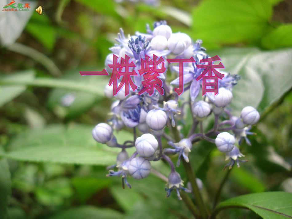 二年级语文上册第二组5一株紫丁香第二课时课件_第1页