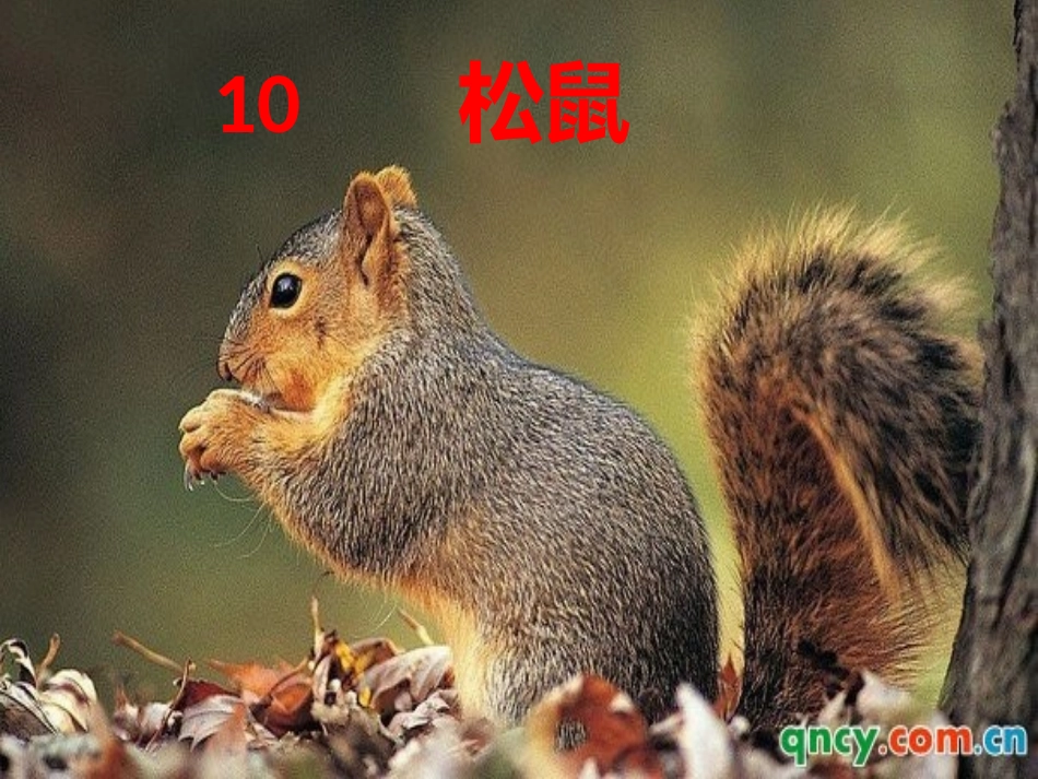 五年级语文上册第三组10松鼠课件_第1页