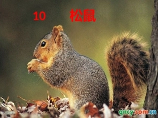五年级语文上册第三组10松鼠课件