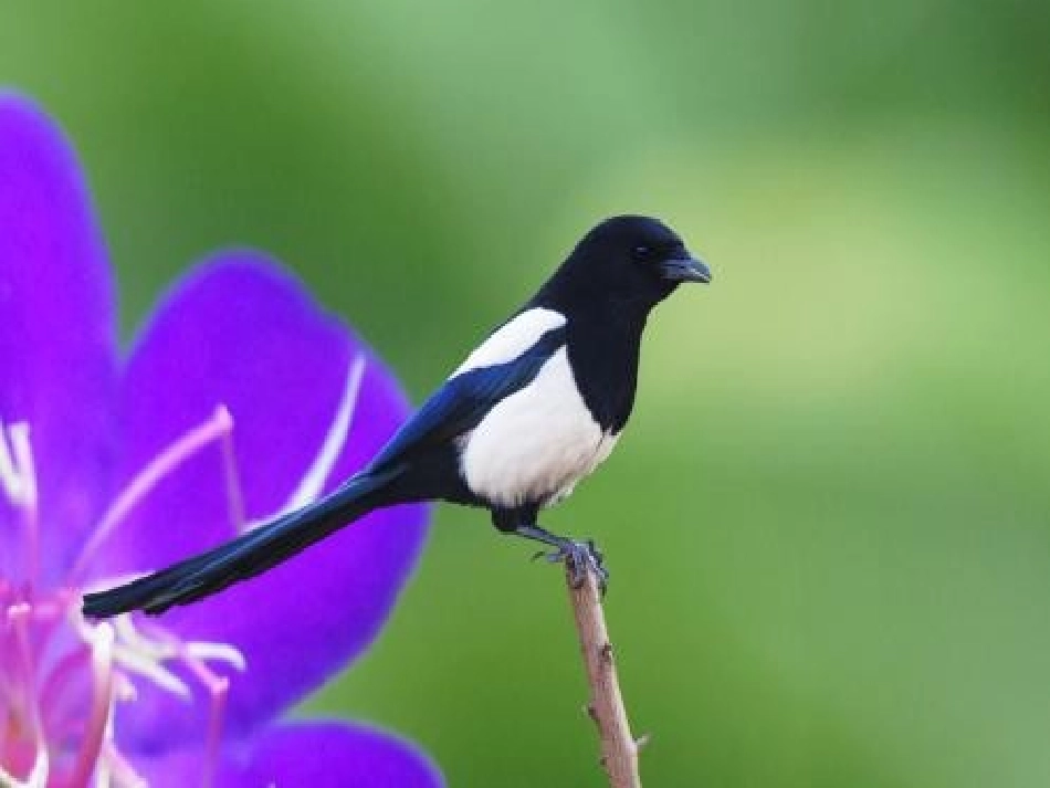 9枫树上的喜鹊_第2页