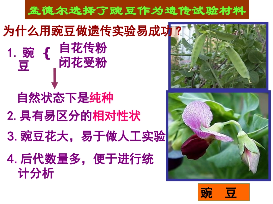 科学家的故事-染色体遗传理论的奠基人_第2页