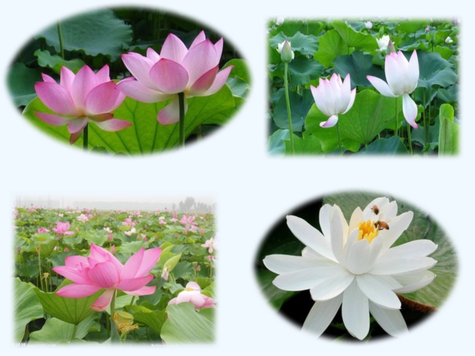 (部编)初中语文人教2011课标版七年级下册爱莲说PPT-(5)_第1页