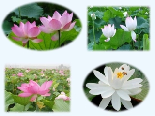 (部编)初中语文人教2011课标版七年级下册爱莲说PPT-(5)