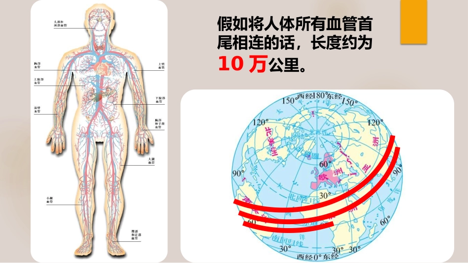 营养物质的运输_第3页