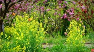 《阿炳1950年》课件.ppt