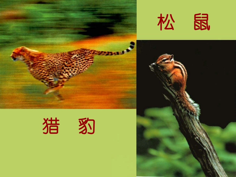 广西南丹县高级中学七年级语文-如果人类也有尾巴课件-新人教版_第2页