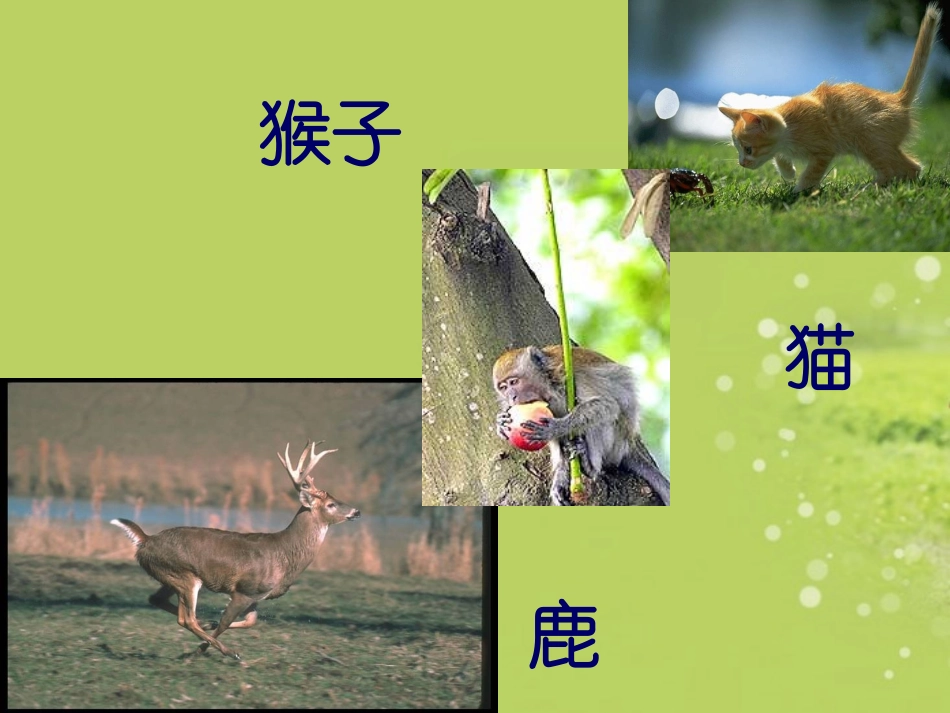 广西南丹县高级中学七年级语文-如果人类也有尾巴课件-新人教版_第3页