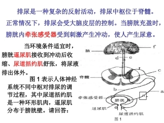 三神经调节与稳态