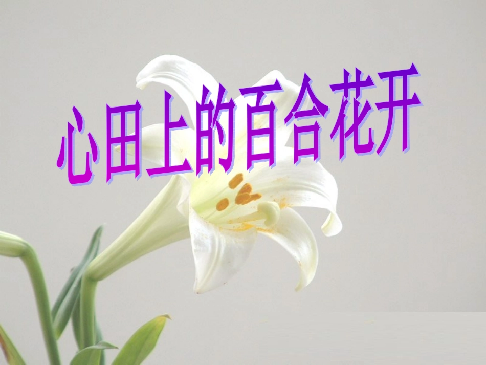 心田上的百合花开.ppt_第1页