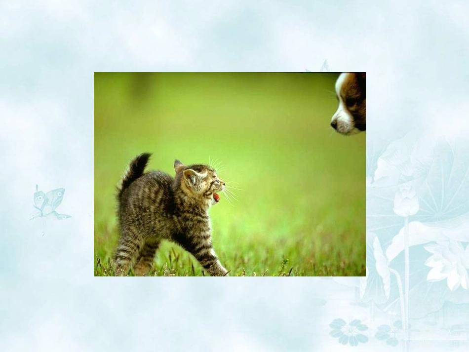 6.我们家的猫_第3页