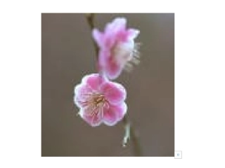 1247梅花魂