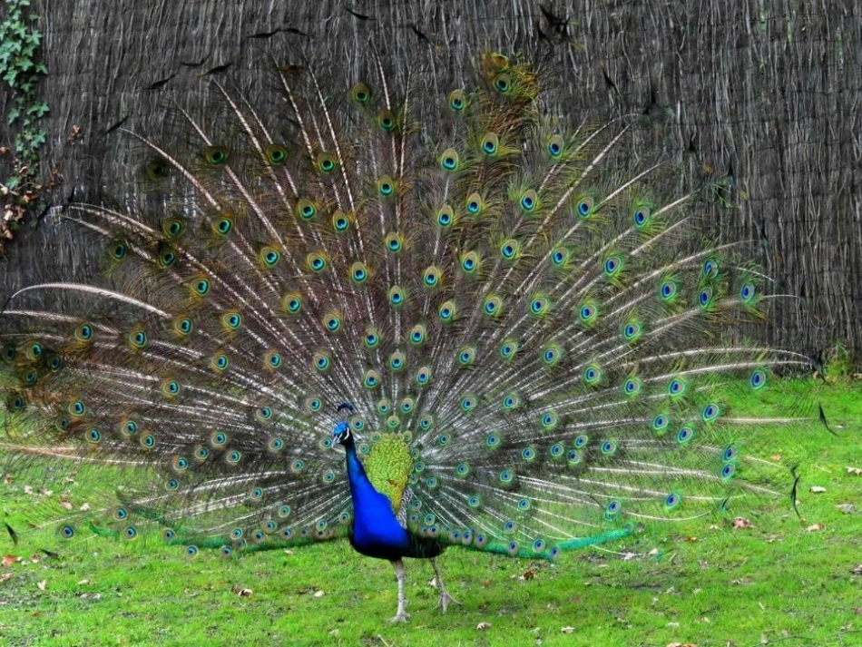 生物学艺术-动物与造型艺术_第2页