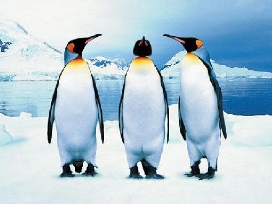 生物学艺术-动物与造型艺术_第3页