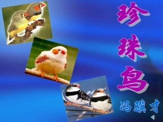 《珍珠鸟》教学ppt