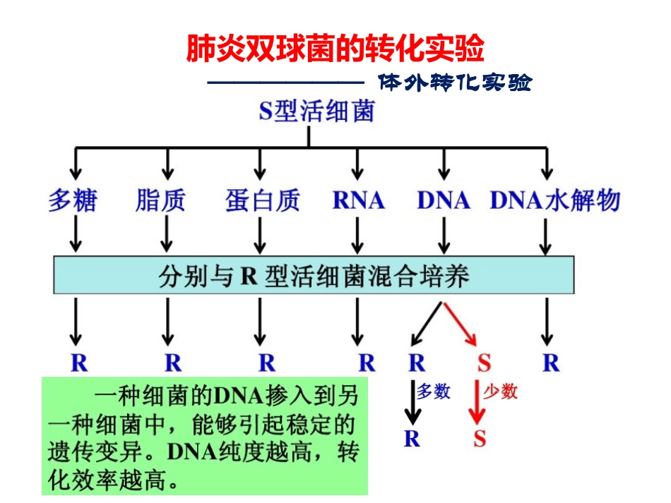 DNA是主要的遗传物质_第3页