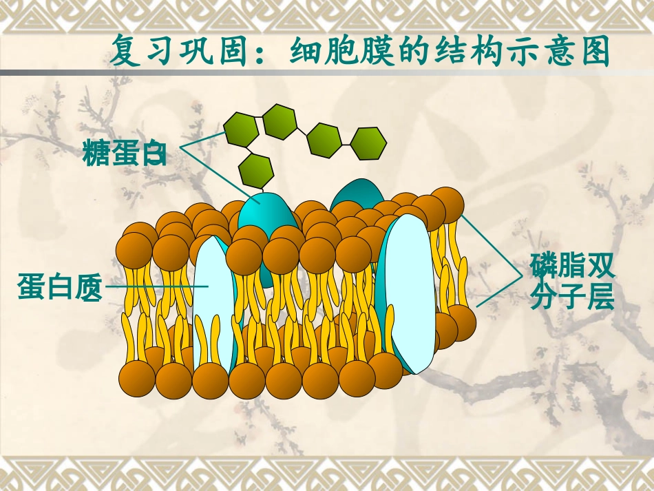 细胞膜(1)细胞膜的结构、物质通过细胞膜的方式_第2页