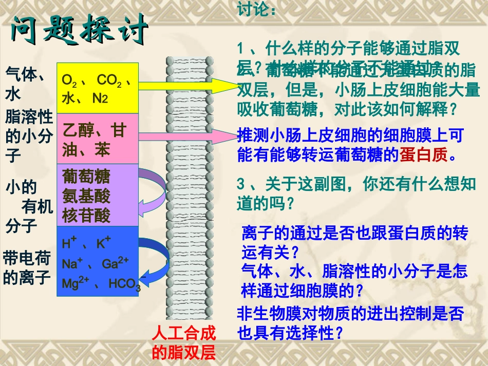 细胞膜(1)细胞膜的结构、物质通过细胞膜的方式_第3页
