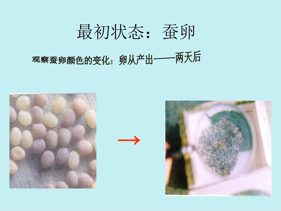 蚕的生长变化_第3页