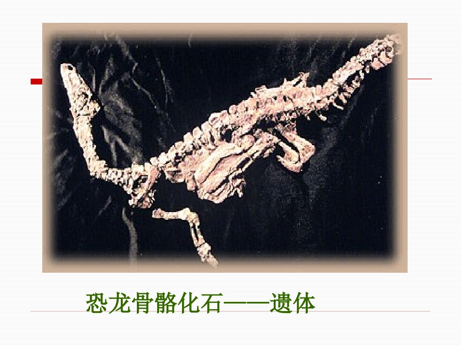 第2节生物进化的历程_第3页