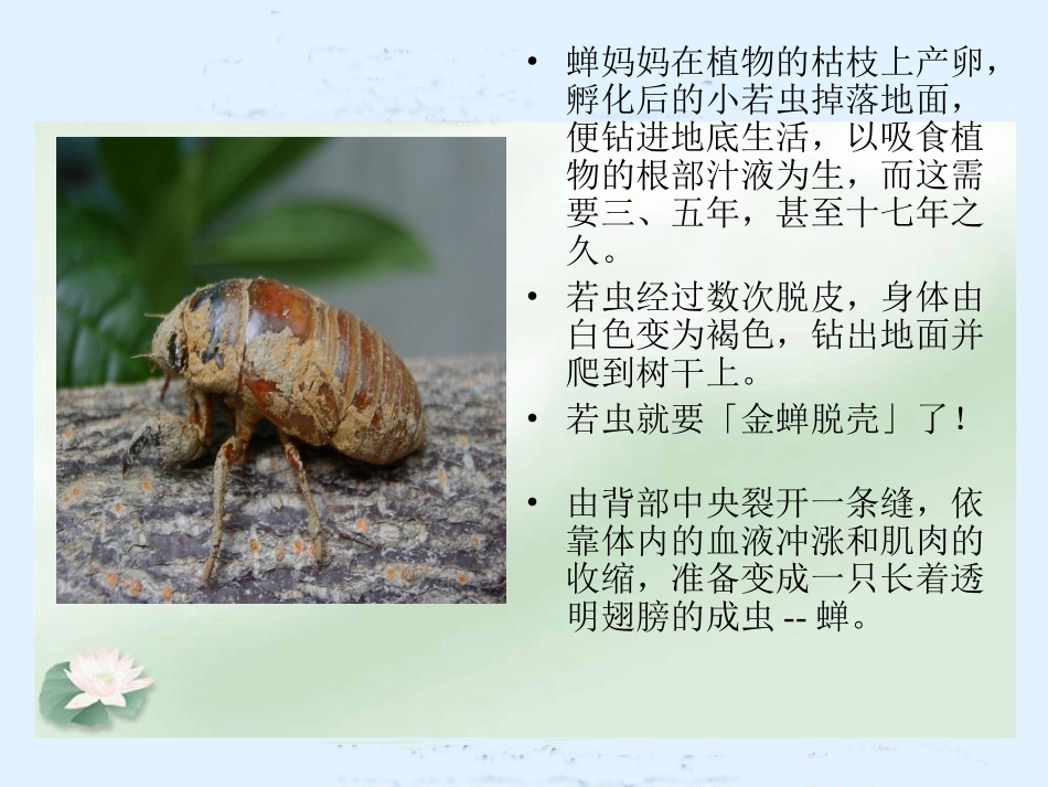 《金蝉脱壳》课件_第3页