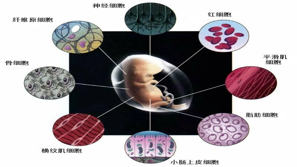 与生物学有关的职业-医院里的检验师-(2)_第2页