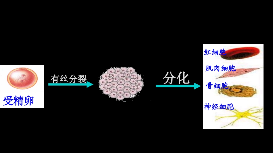与生物学有关的职业-医院里的检验师-(2)_第3页