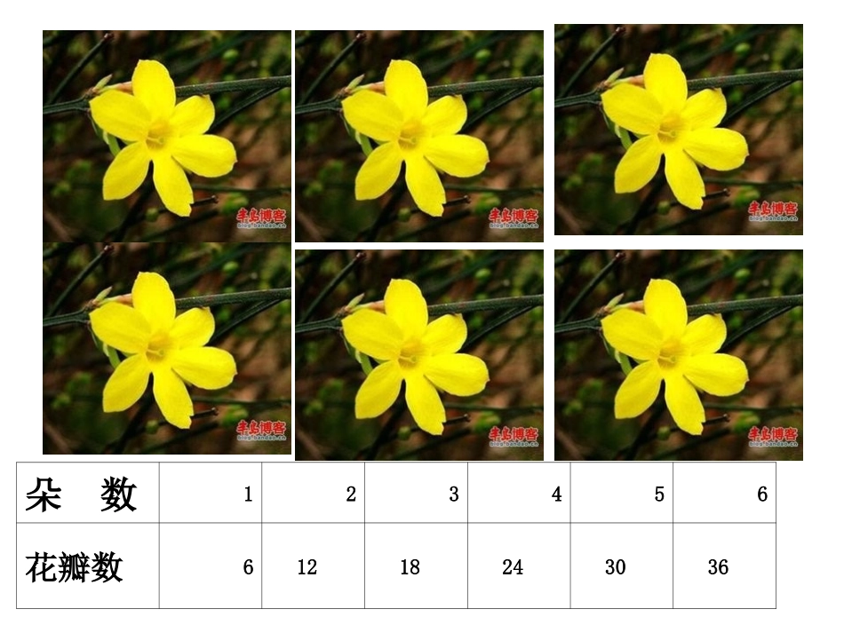 小学数学人教2011课标版二年级6的乘法口诀_第3页