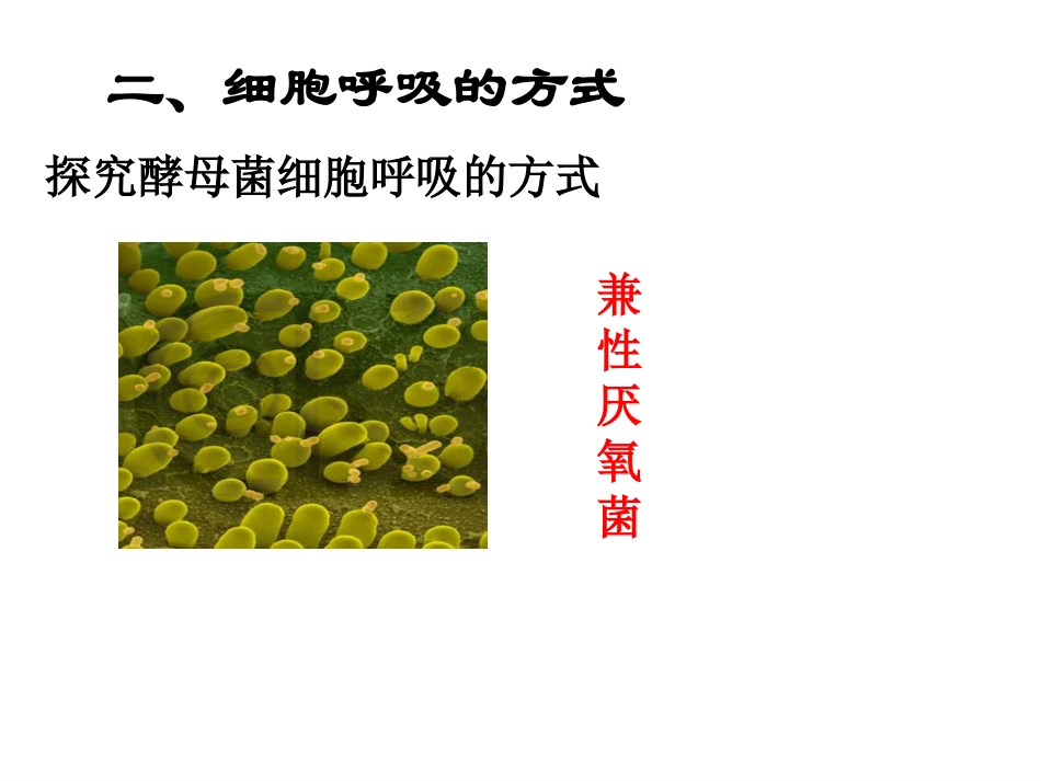 2014生物一轮复习细胞呼吸ok_第3页