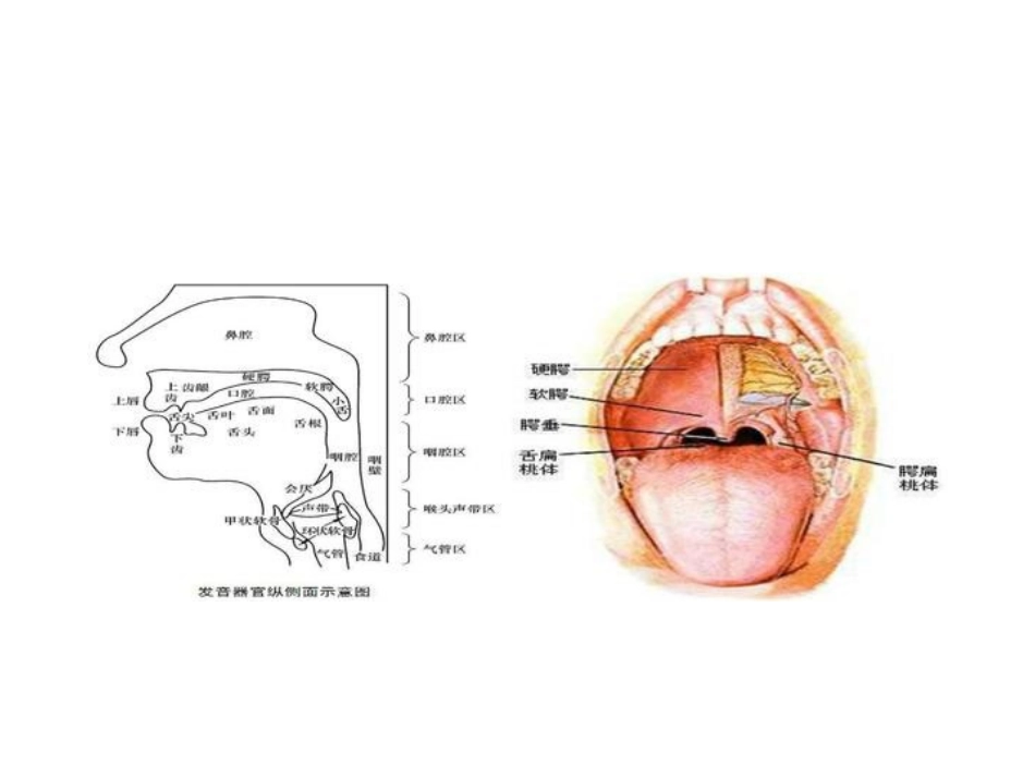 歌唱的基本要素(一)发声与气息_第2页