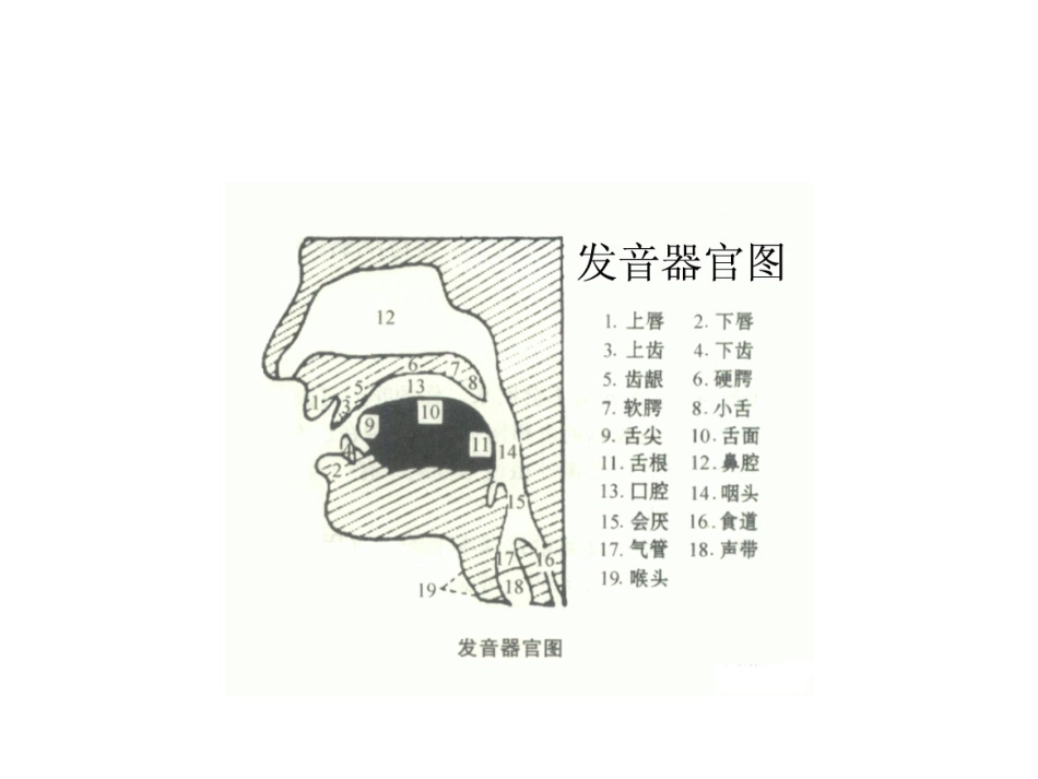 歌唱的基本要素(一)发声与气息_第3页