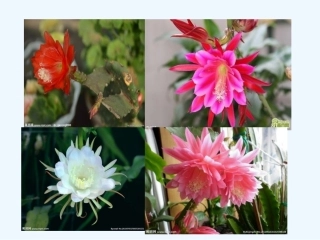 小学数学北师大2011课标版三年级认识分数-----------——分一分(一)