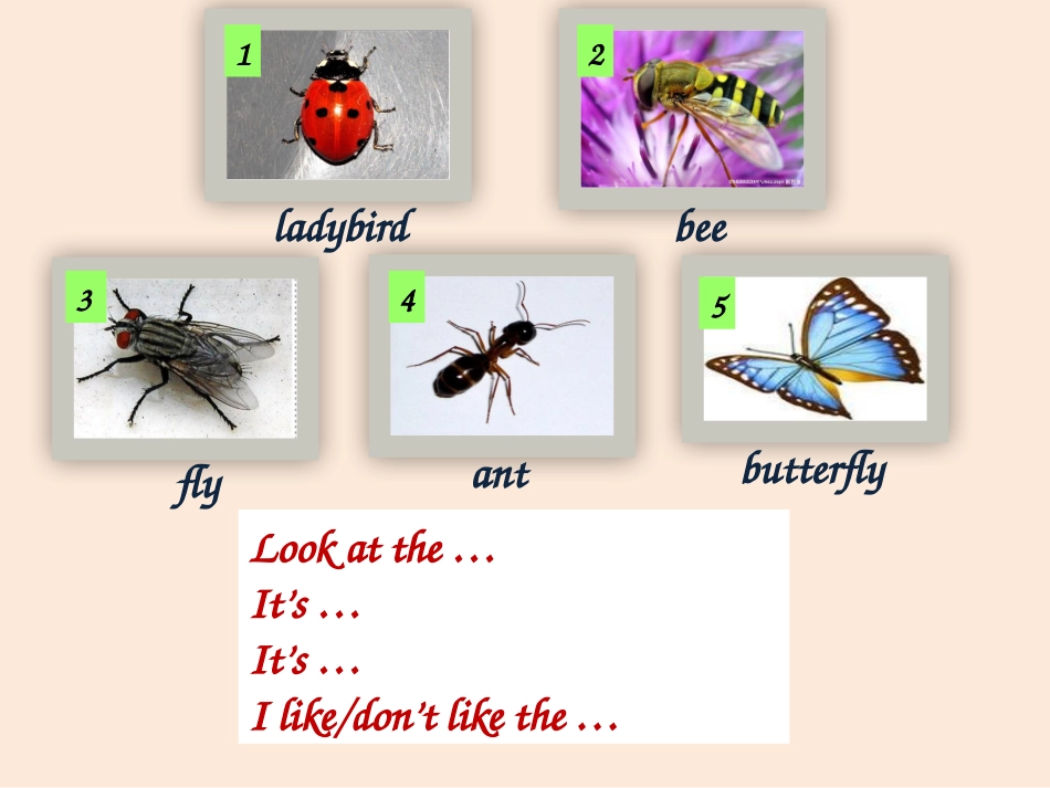 Unit1Insects_第2页