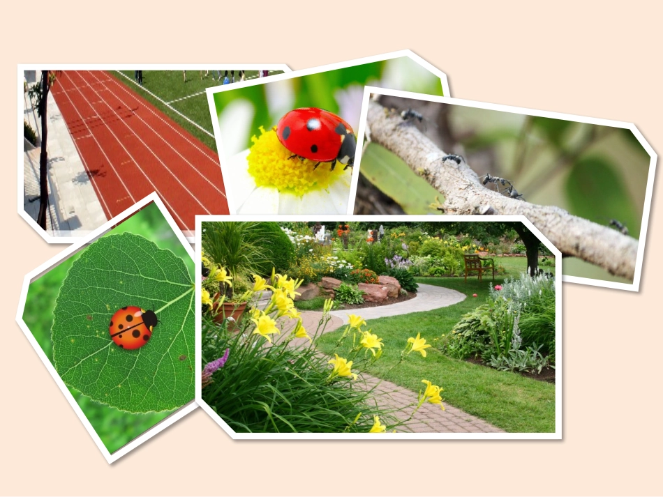 Unit1Insects_第3页
